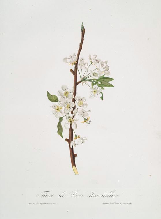 Art Print : Fiore di Pero Moscatellino. [Musky pear Flower], 1817 - Vintage Wall Art