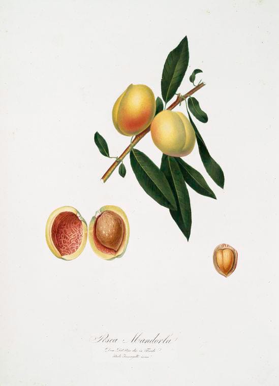 Art Print : Pesco Mandorla. [Persica amygdalus ; Peach], 1817 - Vintage Wall Art