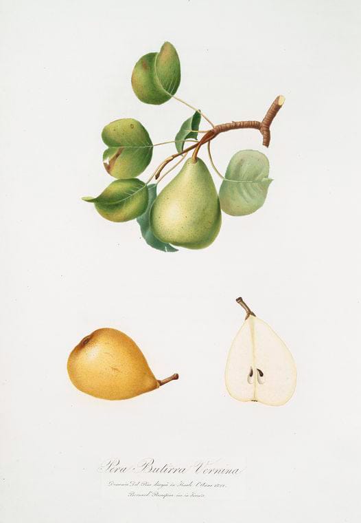 Art Print : Pera Butirra Grigia. [Pyrus Butyra ; Pear], 1817 - Vintage Wall Art