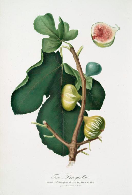 Art Print : Fico Briansolo. [Ficus carica Sativa ; Briansole figs], 1817 - Vintage Wall Art