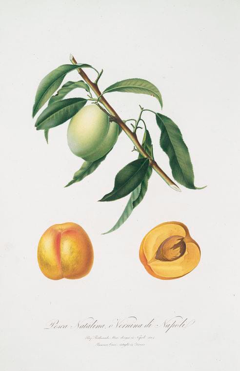 Art Print : Pesca Moscatella. [Peaches], 1817 - Vintage Wall Art