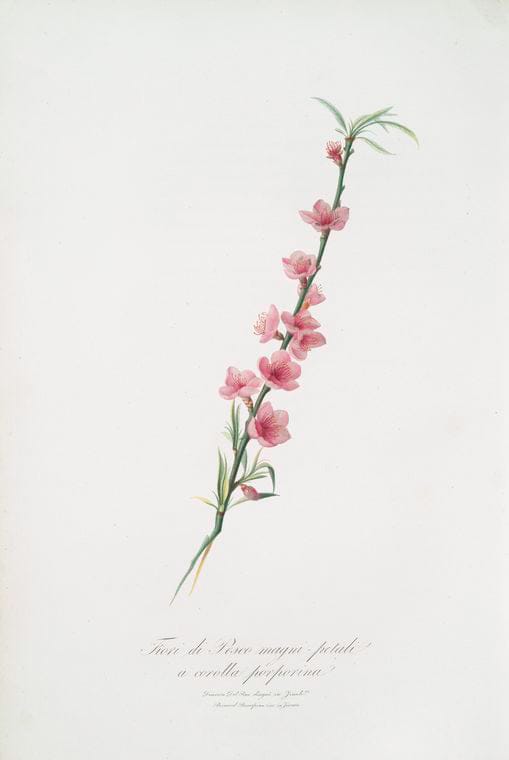 Art Print : Fiori di pesco brevi petali a Corolla porporina. [Peach Blossom], 1817 - Vintage Wall Art