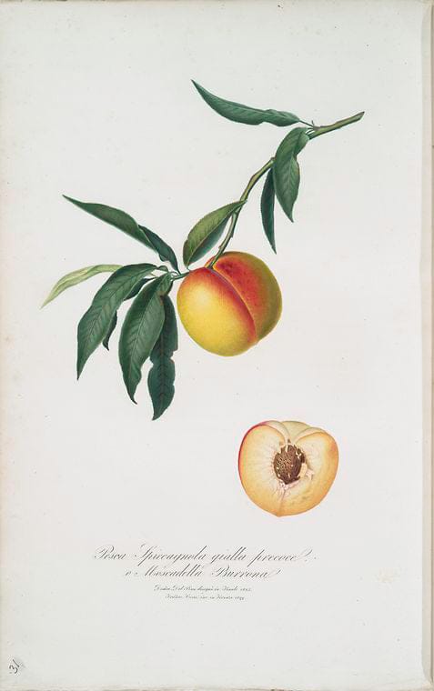 Art Print : Pesca spiccacciolo Bianco agostengo o, Burrona Bianca, 1817 - Vintage Wall Art