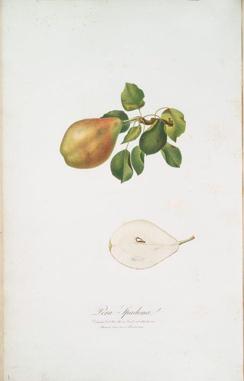Art Print : Pera Reale. [Pyrus regalis ; Pear], 1817 - Vintage Wall Art