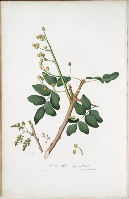 Art Print : Pistacchio Gentile, o Pistacchio vero domestico. [Pistachia], 1817 - Vintage Wall Art