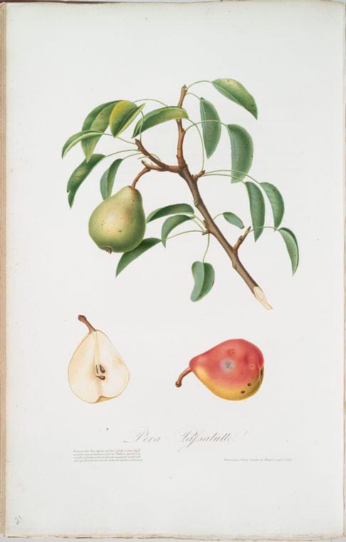 Art Print : Pera moscadellina. [Pyrus Sativa ; Musky pear], 1817 - Vintage Wall Art