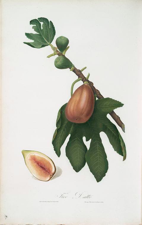 Art Print : Fico Brogiotto. [Fig with White Peel ; Ficus carica Sativa], 1817 - Vintage Wall Art