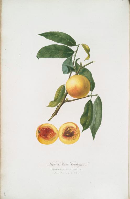 Art Print : Noble Liverwort, 1739 - Vintage Wall Art