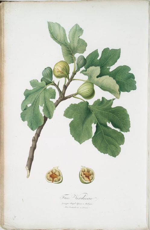 Art Print : Fico Trojano. [Fico Troiano ; Fig], 1817 - Vintage Wall Art