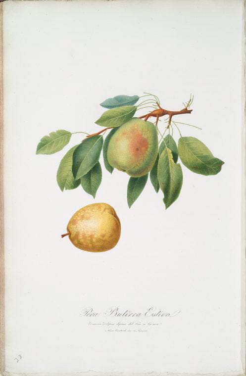 Art Print : Pera BUON-Cristiana da Inverno. [[Pyrus BUON-Cristiano], 1817 - Vintage Wall Art
