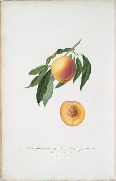 Art Print : Pera spadona vernina, o, Pera S. Germana. Pyrus-spadonnia, 1817 - Vintage Wall Art