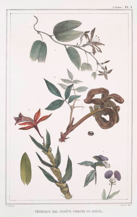 Art Print : 1834, Vegetaux des forAts vierges du Bresil. - Vintage Wall Art V1