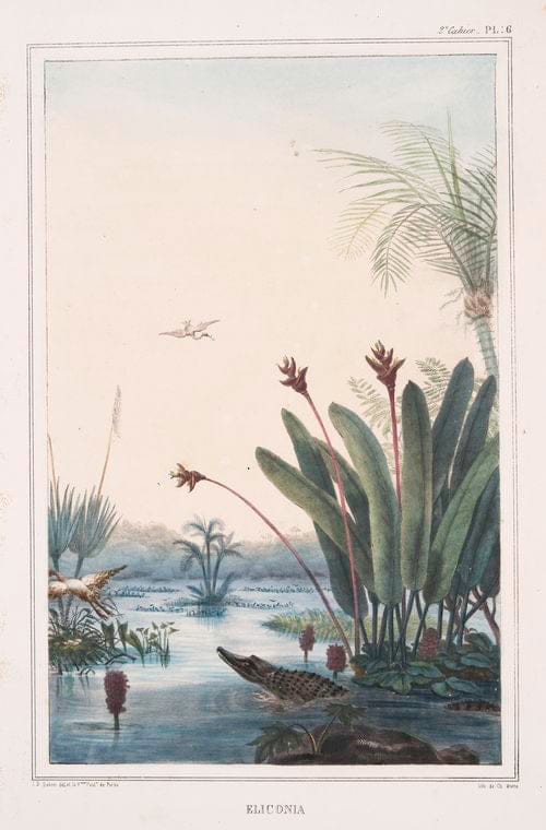 Art Print : 1834, Cocotier Barrigudo (ventrA). - Vintage Wall Art