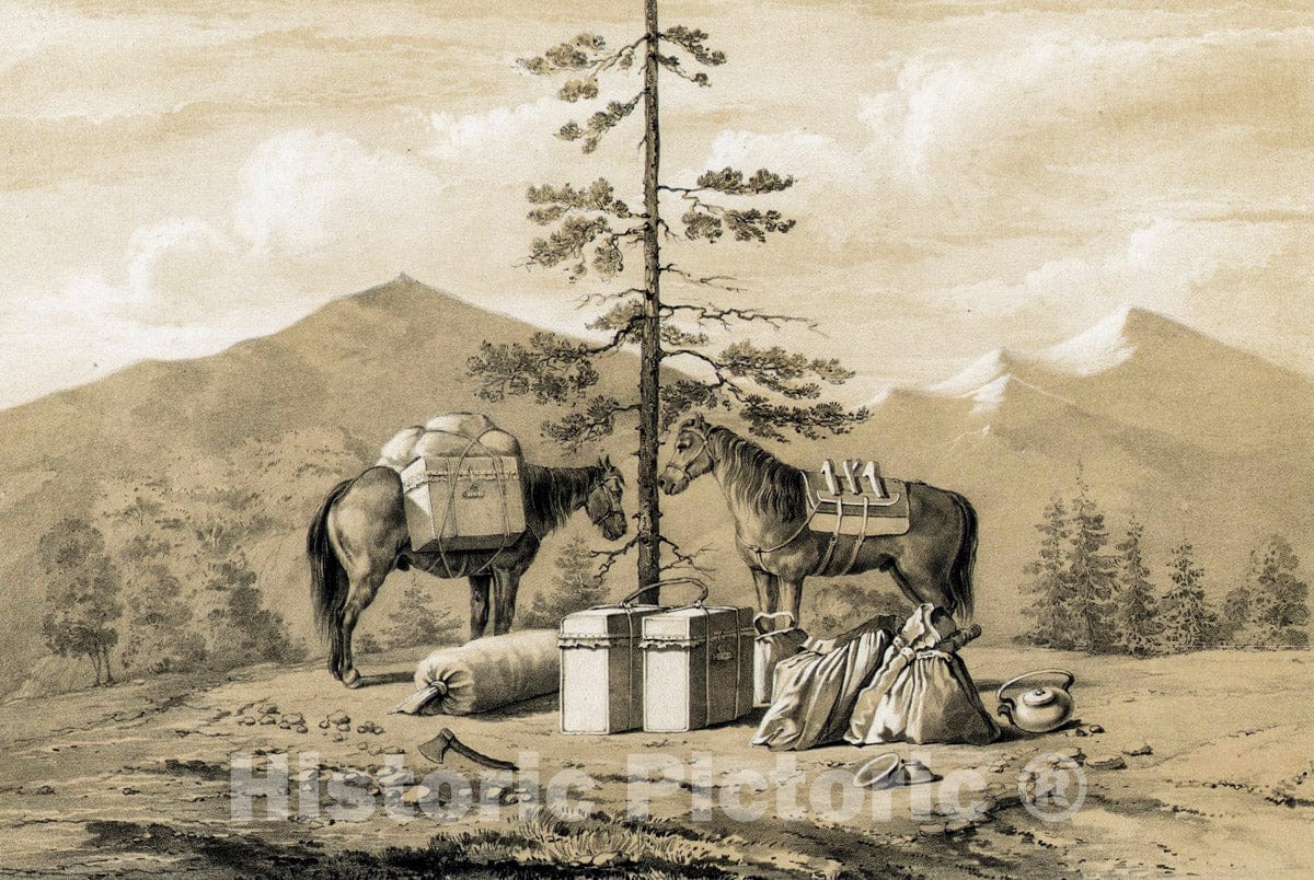Art Print : 1856, V'iuchnyia loshadi. - Vintage Wall Art