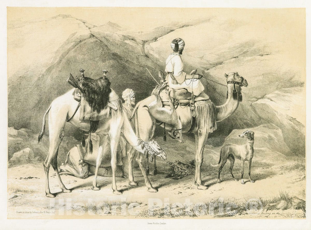 Art Print : 1851, Dromedaries Halting in The Eastern Desert - Vintage Wall Art