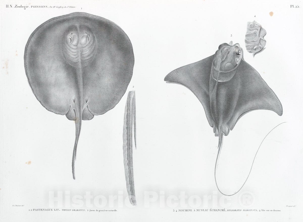 Art Print : 1809, Zoologie. Poissons. 1.2. Pastenague lit - Vintage Wall Art