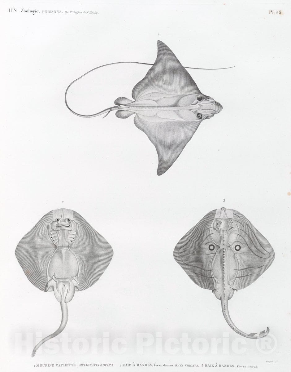 Art Print : 1809, Zoologie. Poissons. 1. Mourine vachette - Vintage Wall Art