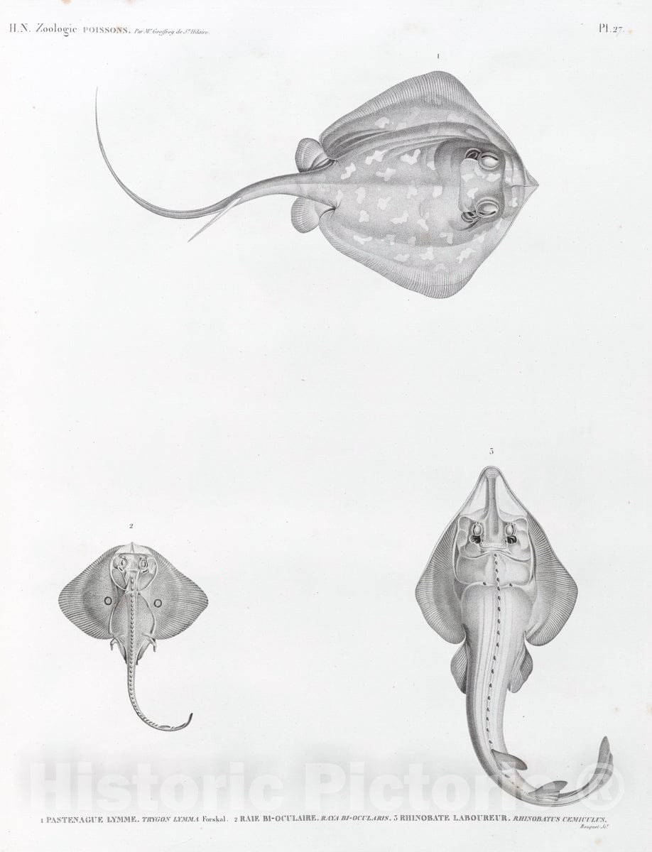 Art Print : 1809, Zoologie. Poissons. 1. Pastenague lymme (Trygon lymma) forskal; 2. Raie bi-oculaire; 3. Rhinobate laboureur (Rhinobatus cemiculus). - Vintage Wall Art