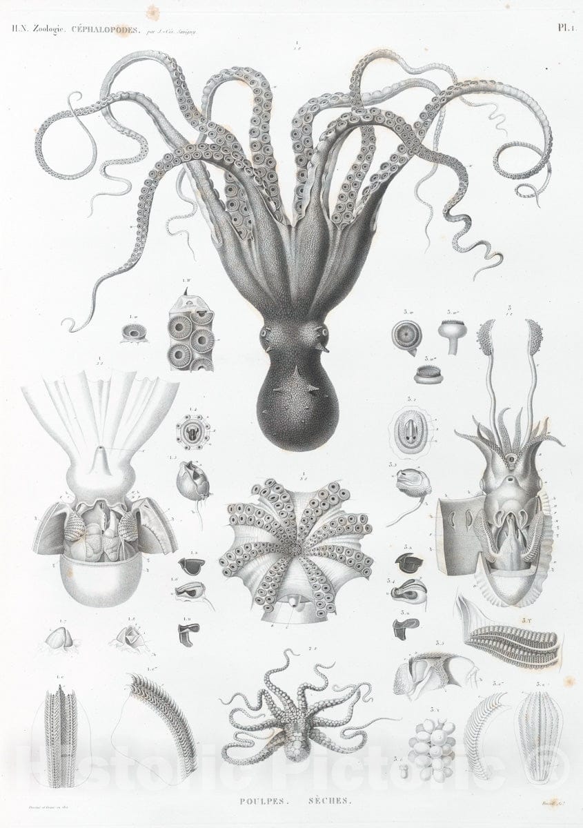 Art Print : 1812, Zoologie. Cephalopodes. Poulpes, Seches. - Vintage Wall Art