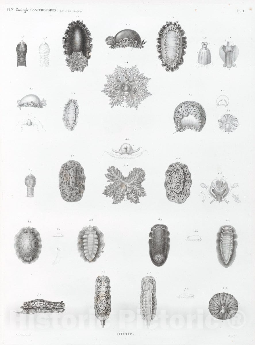 Art Print : 1813, Zoologie. Gasteropodes. Doris. - Vintage Wall Art