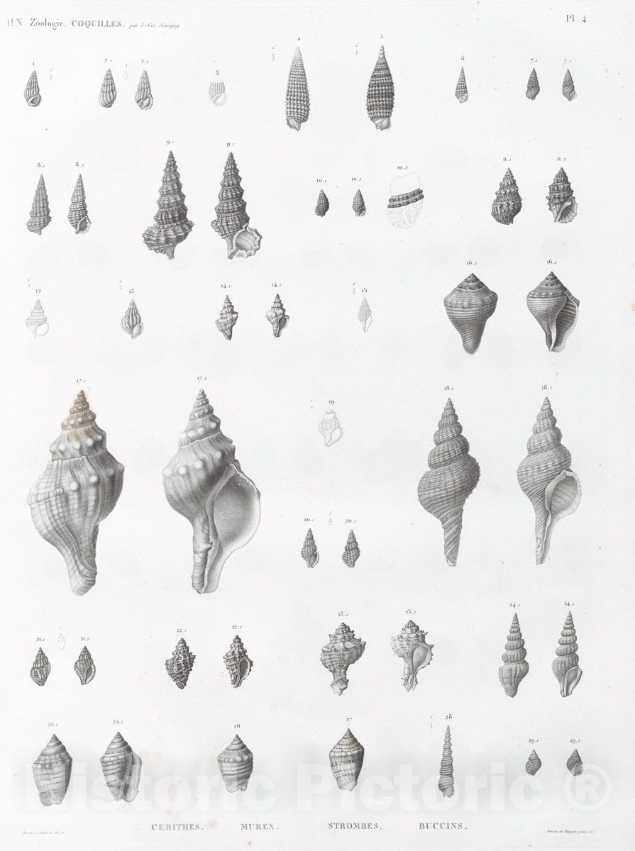Art Print : 1811, Zoologie. Coquilles. Cerithes, Murex, Strombes, Buccins. - Vintage Wall Art
