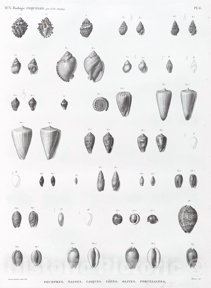 Art Print : 1809, Zoologie. Coquilles. Pourpres, Nasses, Casques, CANES, Olives, Porcelaines. - Vintage Wall Art