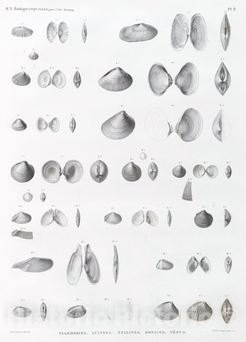 Art Print : 1809, Zoologie. Coquilles. Psammobies, Lucines, Tellines, Donaces, Venus. - Vintage Wall Art