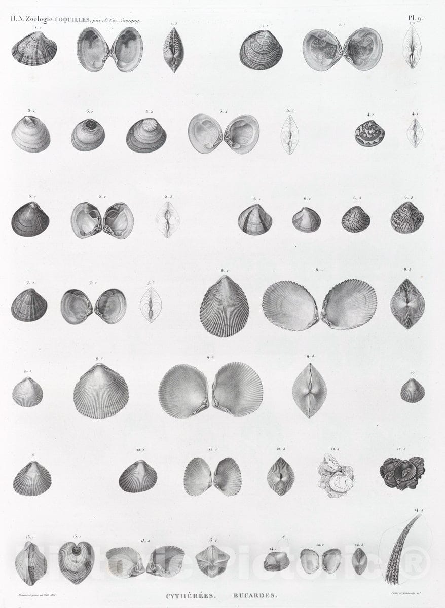 Art Print : 1809, Zoologie. Coquilles. Cytherees, Bucardes. - Vintage Wall Art