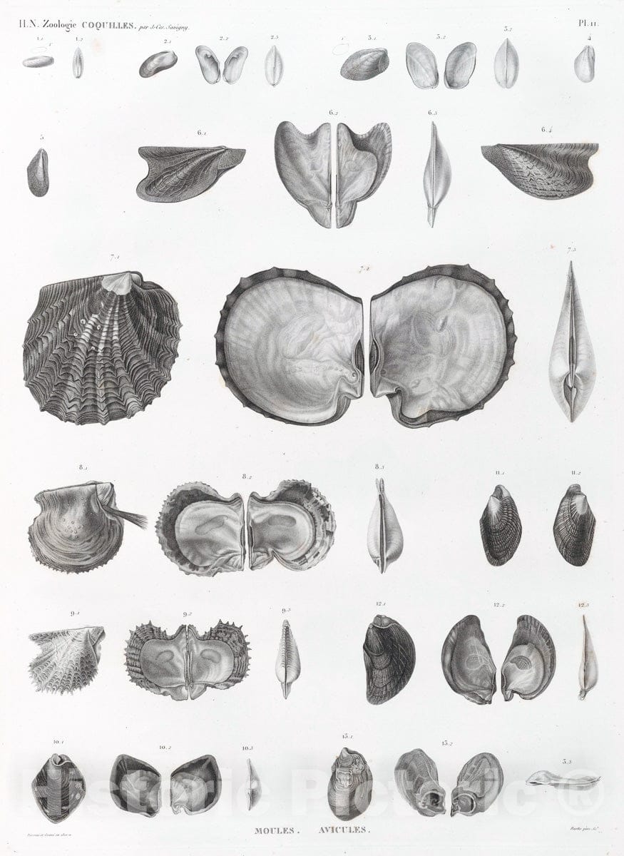 Art Print : 1810, Zoologie. Coquilles. Moules, Avicules. - Vintage Wall Art