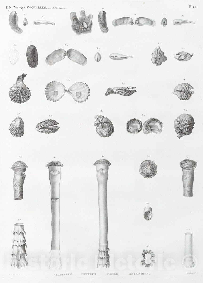 Art Print : 1810, Zoologie. Coquilles. Vulselles, Huitres, Cames, Arrosoirs. - Vintage Wall Art
