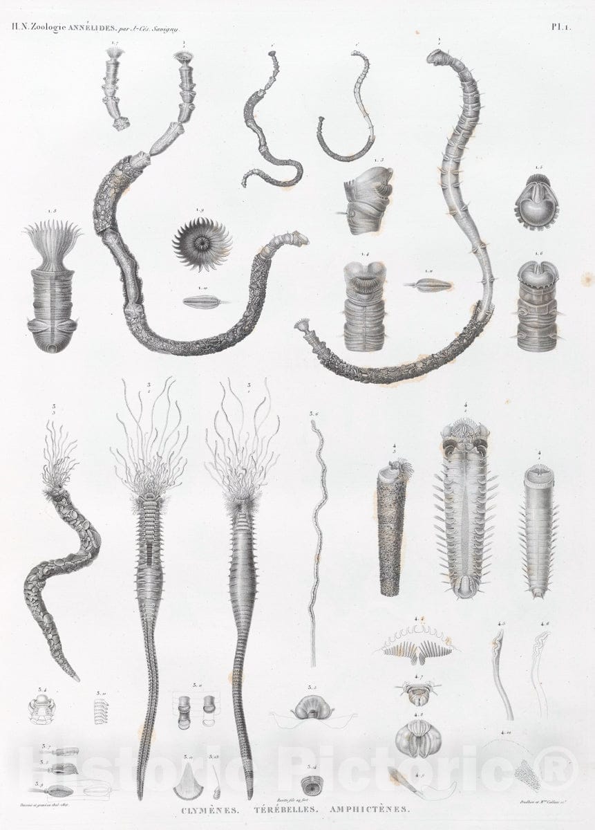 Art Print : 1809, Zoologie. Annelides. Clymenes, Tereballes, Amphictenes. - Vintage Wall Art