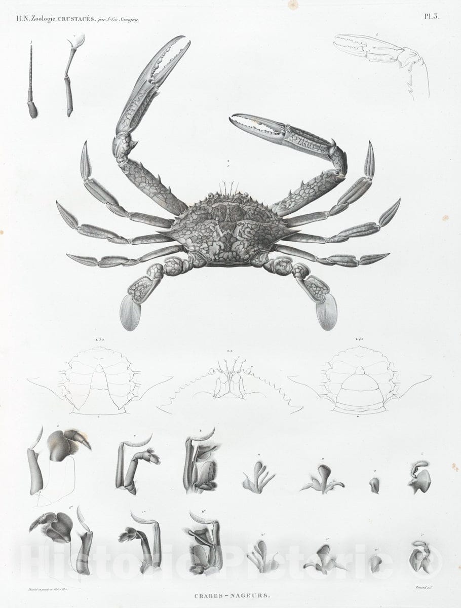 Art Print : 1809, Zoologie. Crustaces. Crabes-nageurs. - Vintage Wall Art