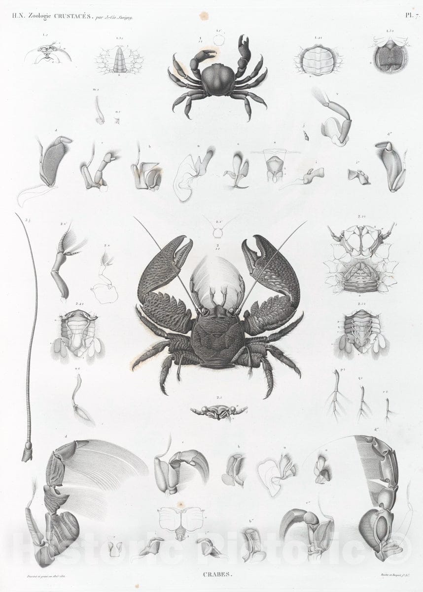 Art Print : 1809, Zoologie. Crustaces. Crabes. - Vintage Wall Art V3