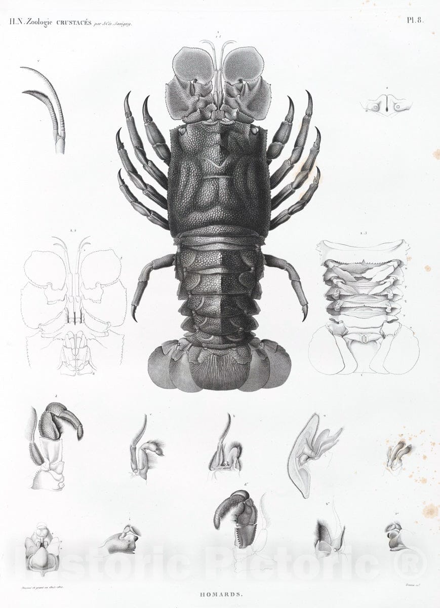 Art Print : 1809, Zoologie. Crustaces. Homards. - Vintage Wall Art