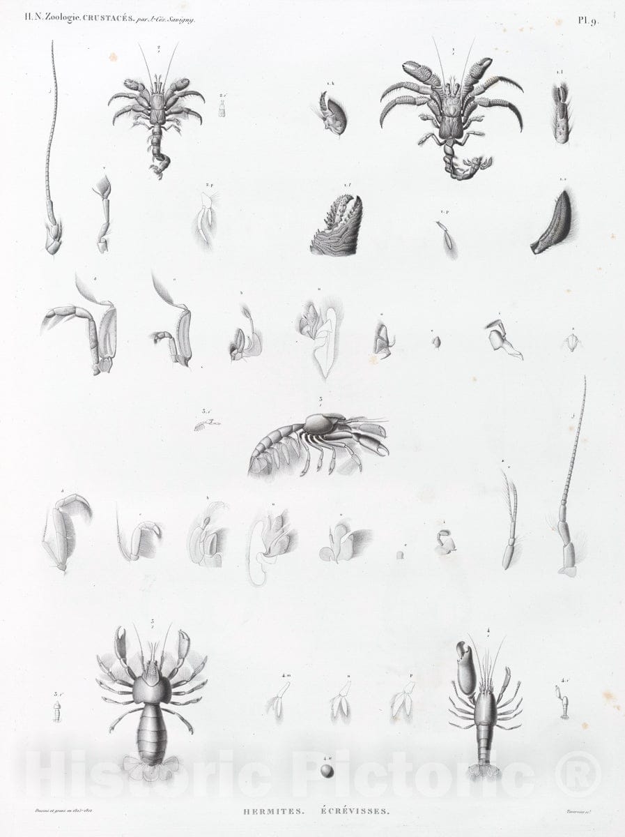 Art Print : 1809, Zoologie. Crustaces. Hermites, Ecrevisses. - Vintage Wall Art