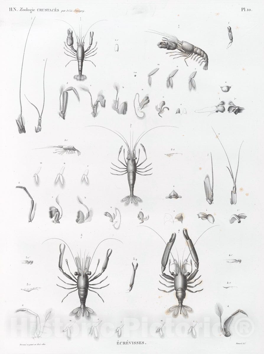 Art Print : 1809, Zoologie. Crustaces. Ecrevisses. - Vintage Wall Art
