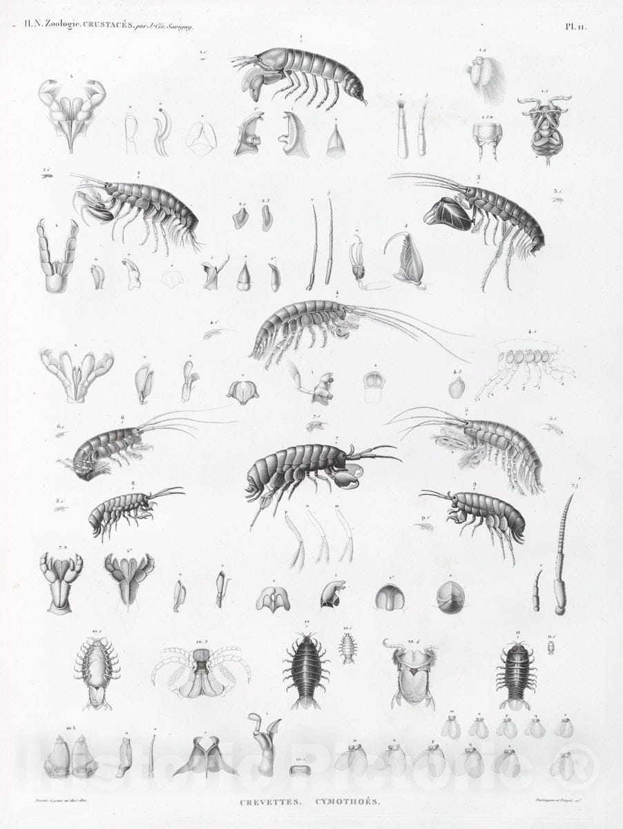 Art Print : 1809, Zoologie. Crustaces. Crevettes, Cymothoes. - Vintage Wall Art