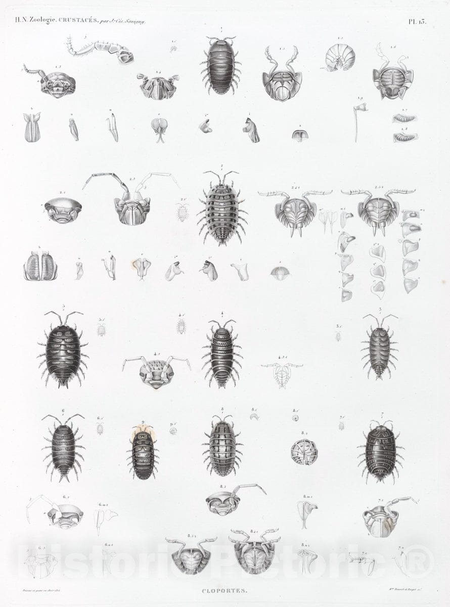 Art Print : 1809, Zoologie. Crustaces. Cloportes. - Vintage Wall Art