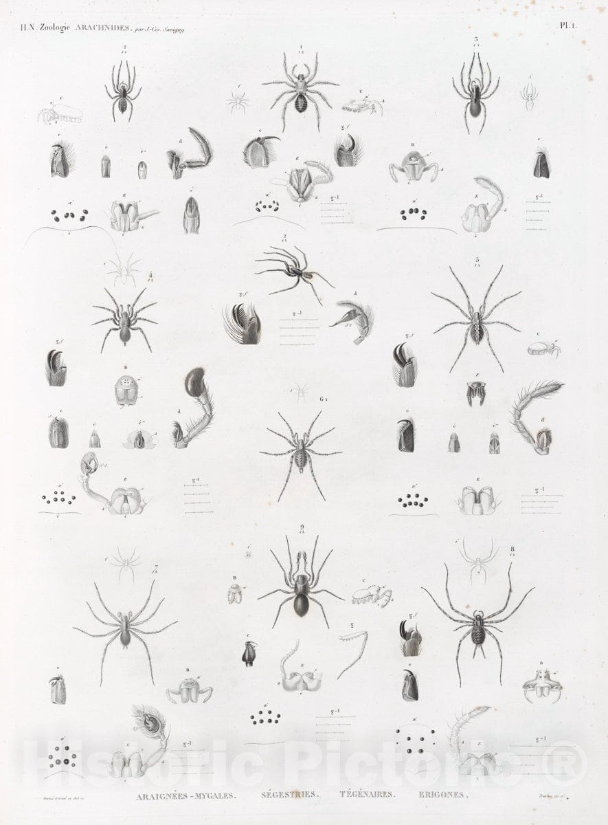 Art Print : 1809, Zoologie. Arachnides. Araignees-mygales, Segestries, Tegenaires, Erigones. - Vintage Wall Art