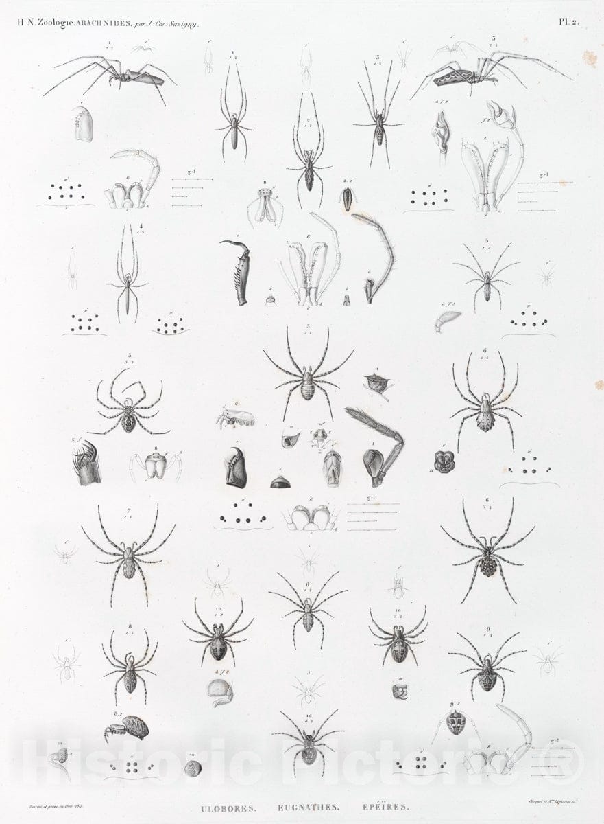 Art Print : 1809, Zoologie. Arachnides. Ulobores, Eugnathes, EpeAres. - Vintage Wall Art