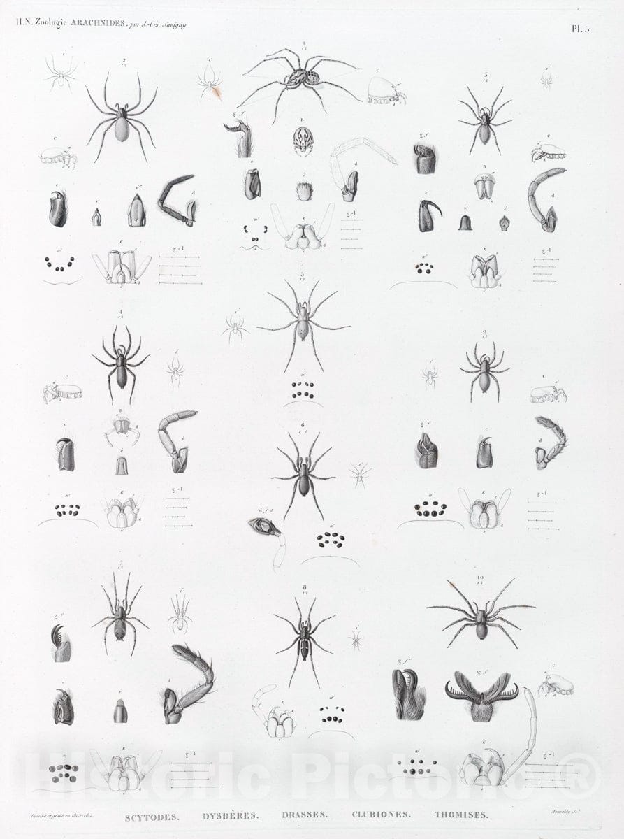 Art Print : 1809, Zoologie. Arachnides. Scytodes, Dysderes, Drasses, Clubiones, Thomises. - Vintage Wall Art