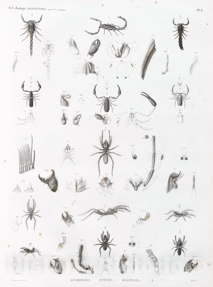 Art Print : 1809, Zoologie. Arachnides. Scorpions, Pinces, Solpuges. - Vintage Wall Art