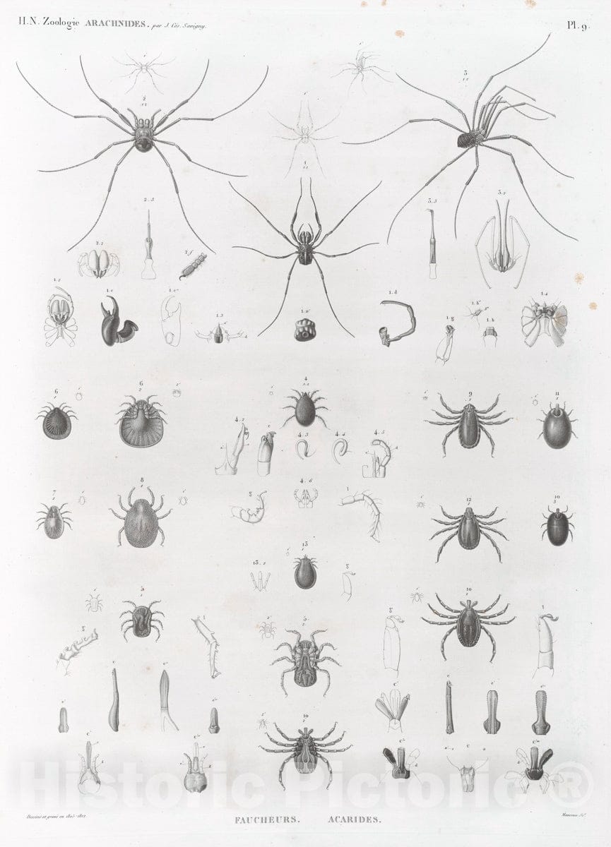 Art Print : 1809, Zoologie. Arachnides. Faucheurs, Acarides. - Vintage Wall Art