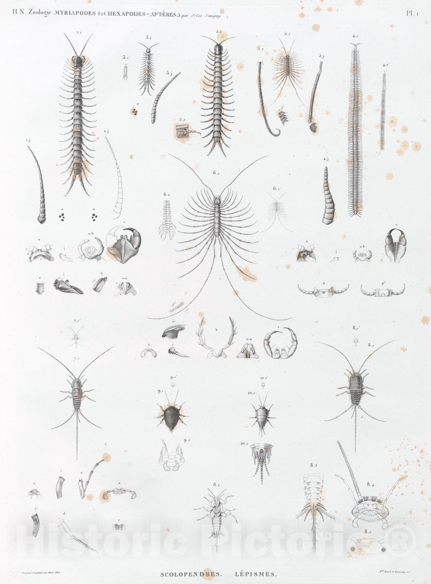 Art Print : 1809, Zoologie. Myriapodes (et Hexapodes-Apteres). Scolopendres, Lepismes. - Vintage Wall Art