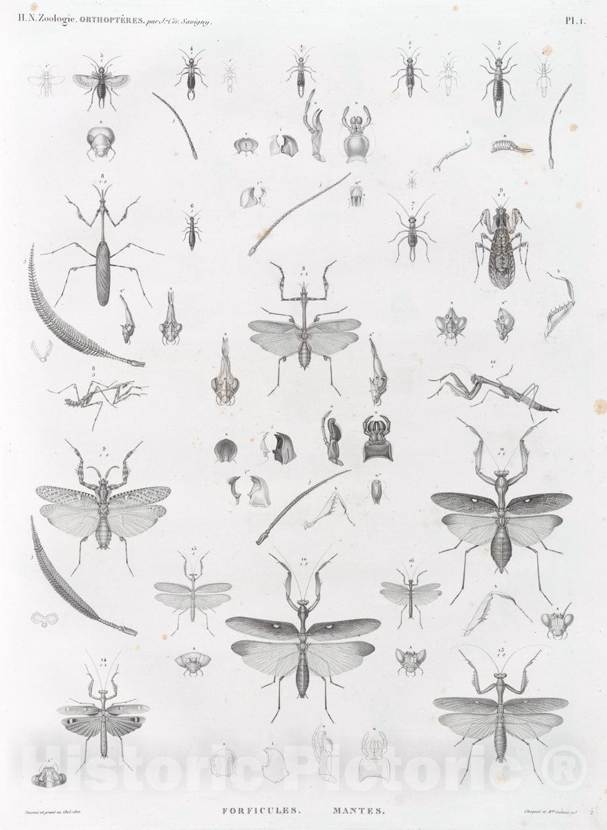 Art Print : 1809, Zoologie. Orthopteres. Forficules, Mantes. - Vintage Wall Art