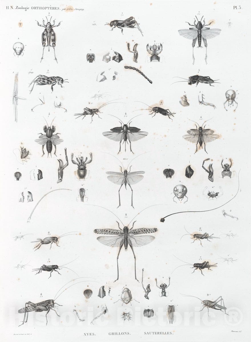 Art Print : 1809, Zoologie. Orthopteres. Xyes, Grillons, Sauterelles. - Vintage Wall Art