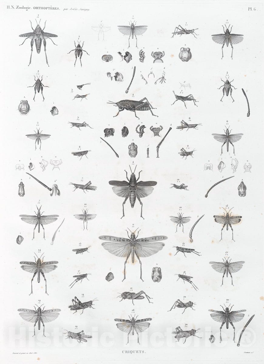 Art Print : 1809, Zoologie. Orthopteres. Criquets. - Vintage Wall Art V1