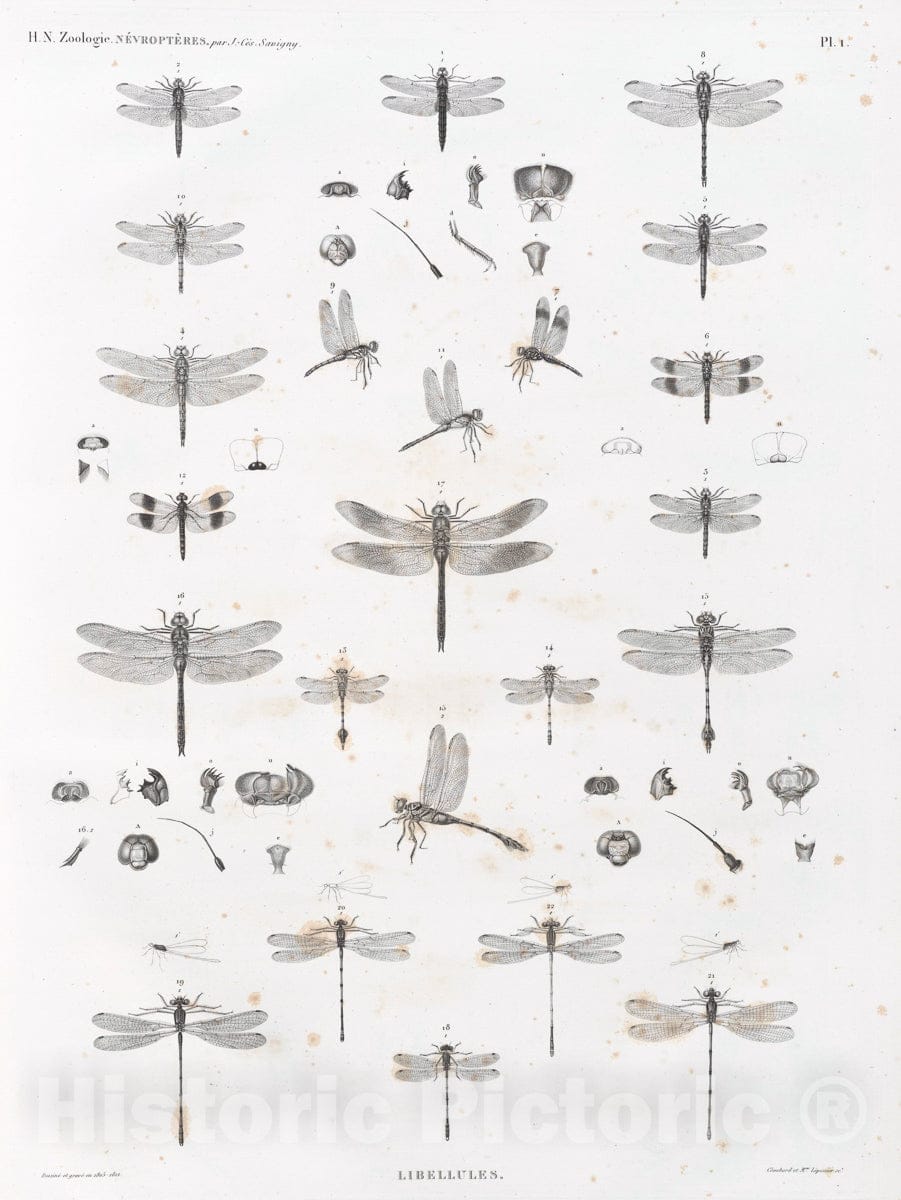 Art Print : 1809, Zoologie. Nevropteres. Libellules. - Vintage Wall Art