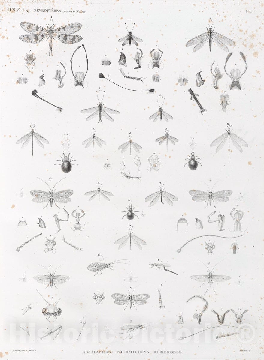 Art Print : 1809, Zoologie. Nevropteres. Ascalaphes, Fourmilions, Hemerobes. - Vintage Wall Art