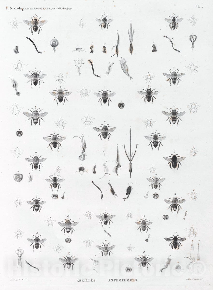 Art Print : 1817, Zoologie. Hymenopteres. Abeilles, Anthophores. - Vintage Wall Art
